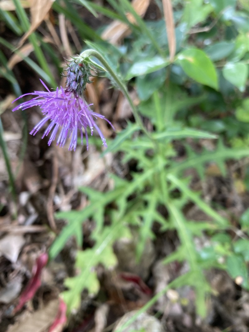 Cirsium nipponicum var. yoshinoi