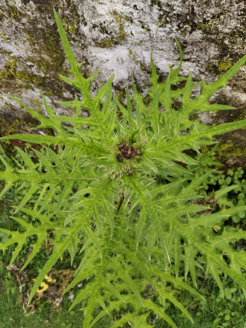 Cirsium nishiokae