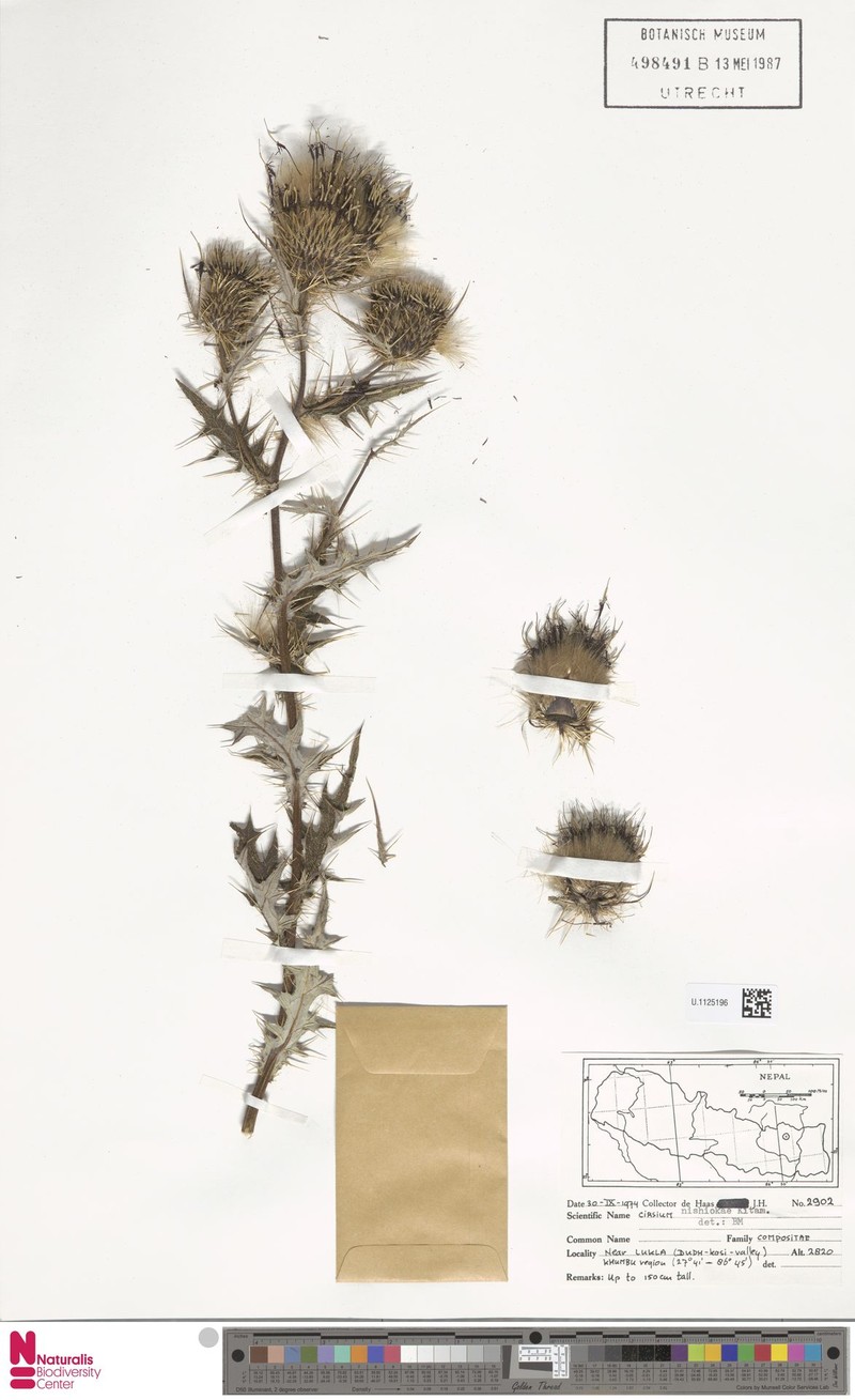 Cirsium nishiokae photo 3