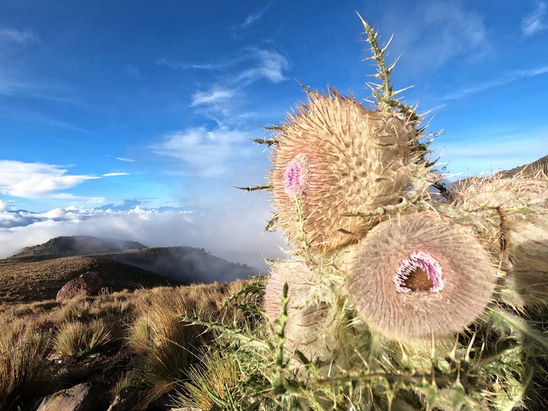 Cirsium nivale