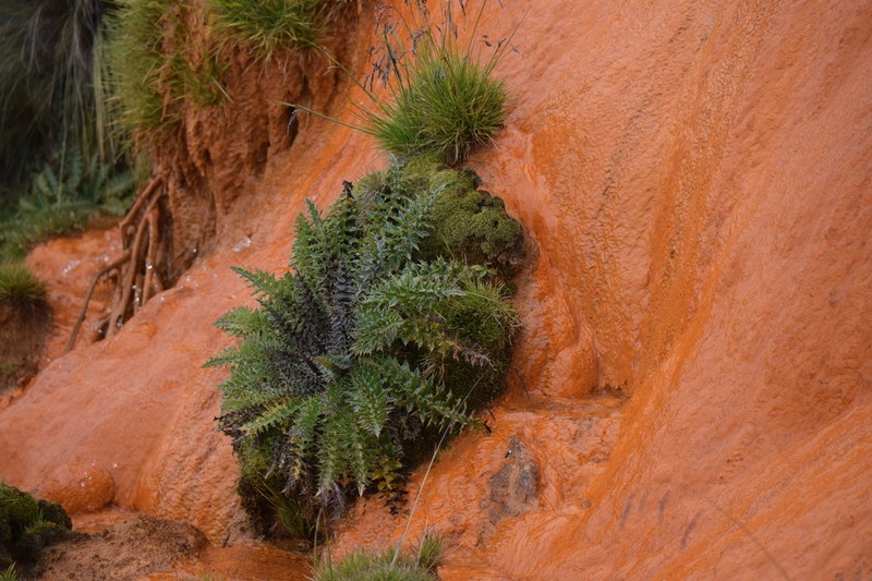 Cirsium nivale photo 2