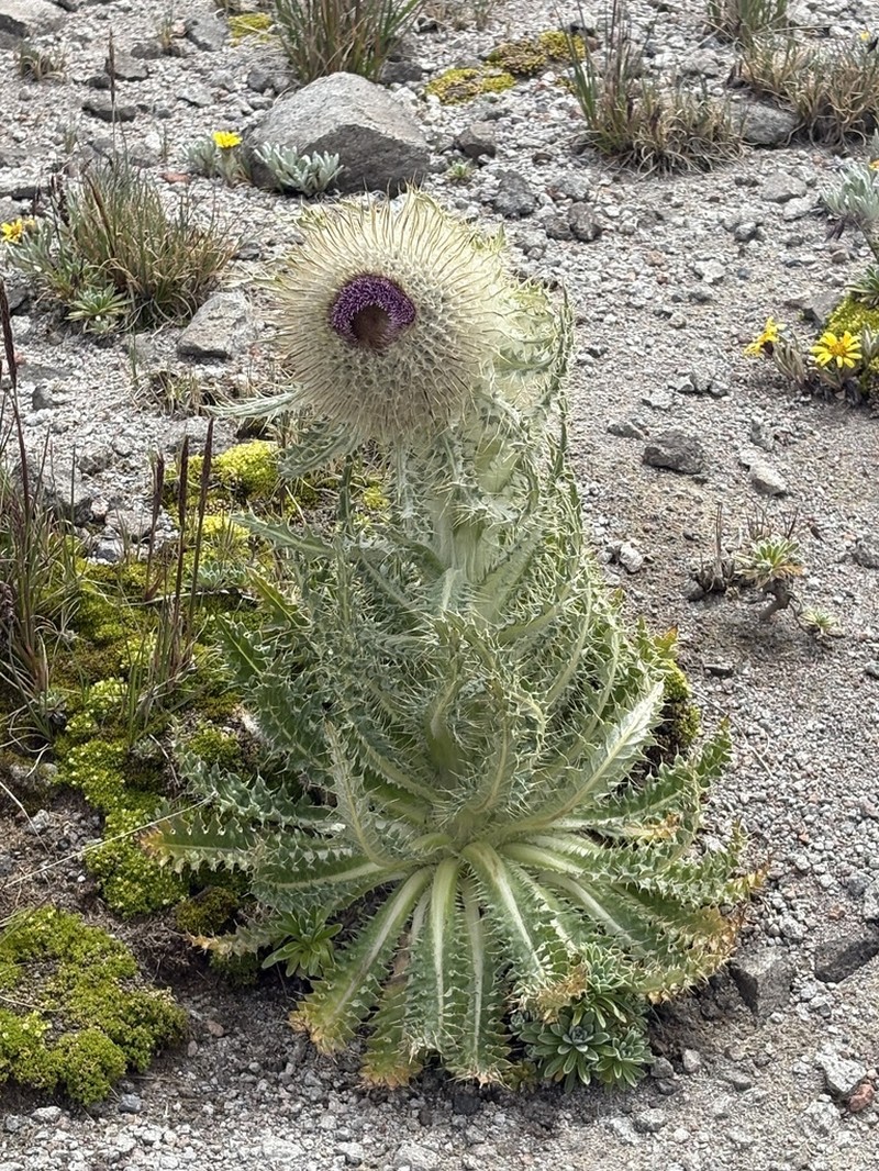 Cirsium nivale photo 3