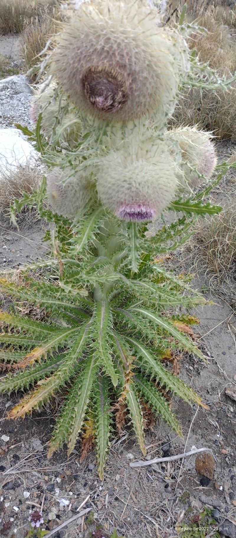 Cirsium nivale photo 4