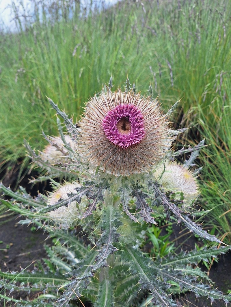 Cirsium nivale photo 5