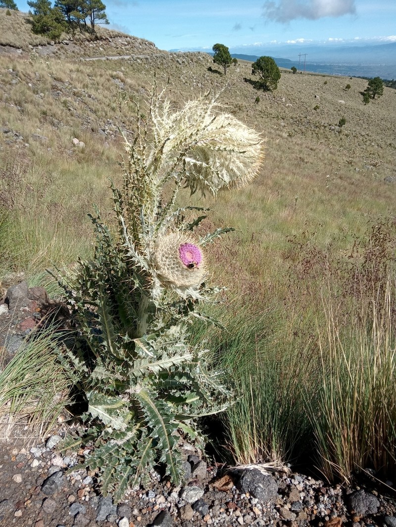 Cirsium nivale photo 6