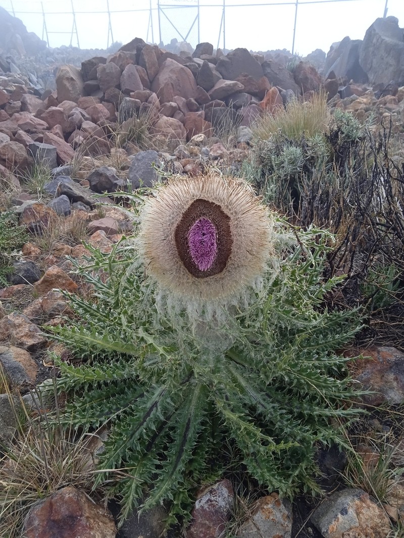 Cirsium nivale photo 7