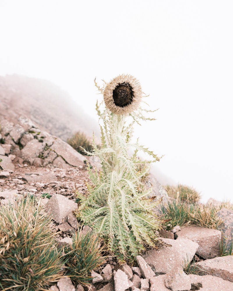 Cirsium nivale photo 8