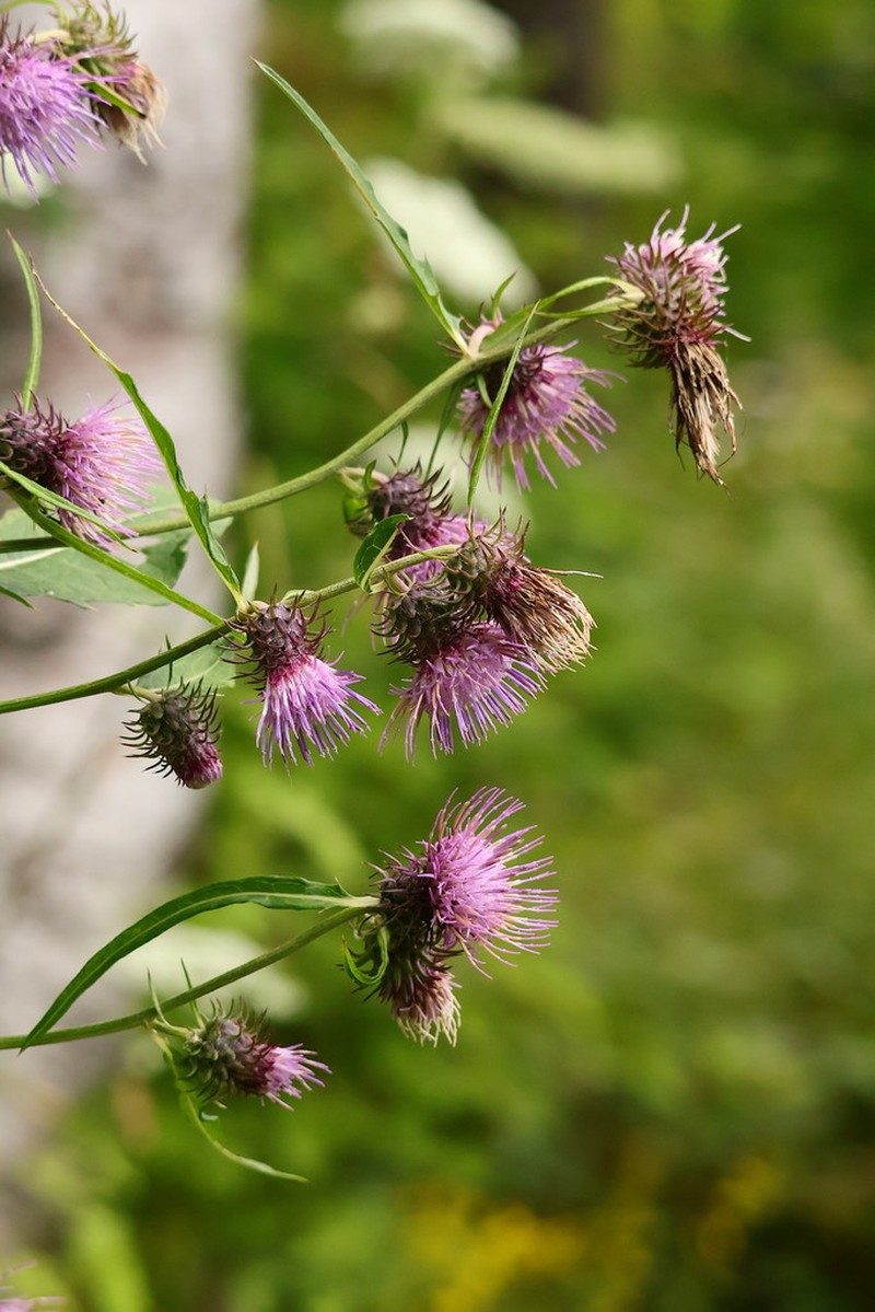 Cirsium norikurense photo 2