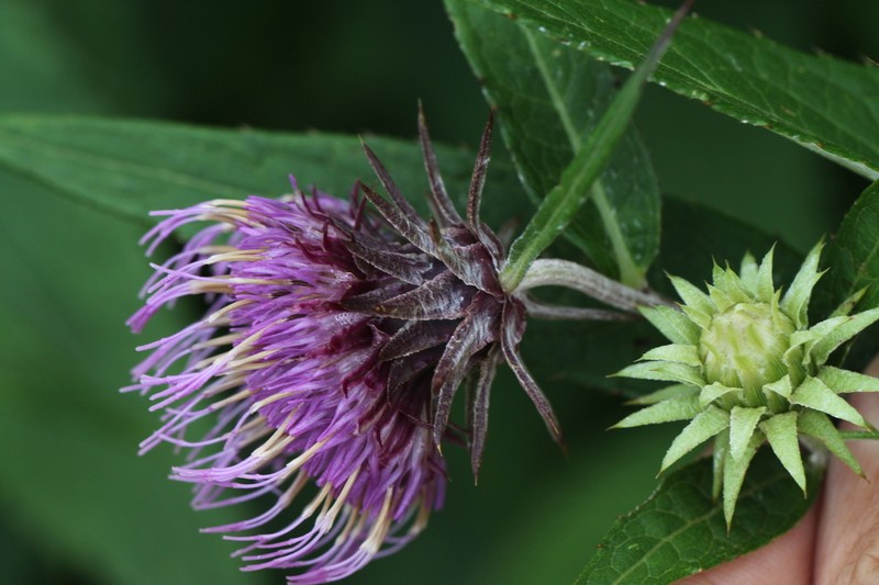 Cirsium norikurense photo 3