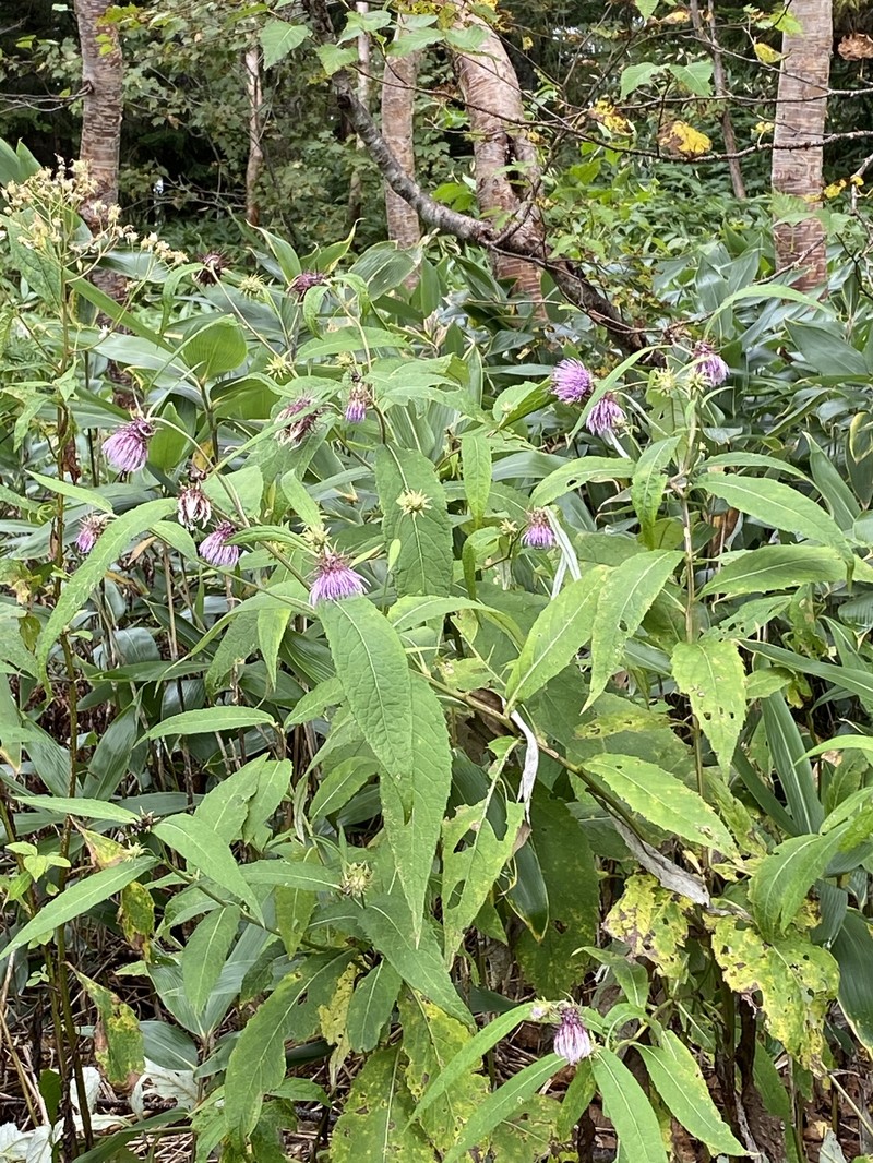 Cirsium norikurense photo 4