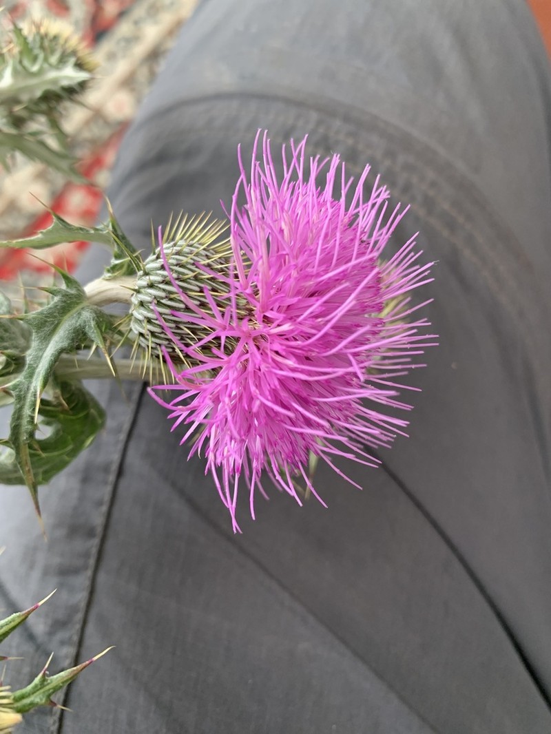 Cirsium notorhaphis