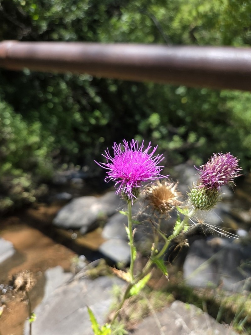 Cirsium notorhaphis photo 2