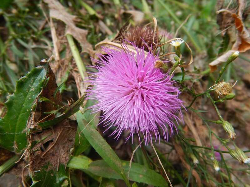 Cirsium notorhaphis photo 3