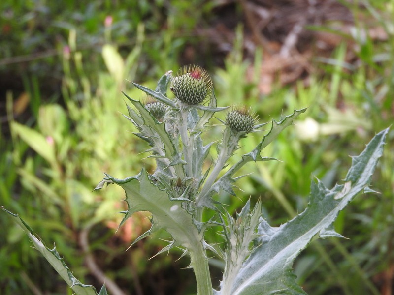Cirsium notorhaphis photo 4