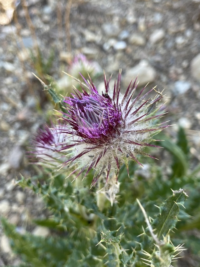 Cirsium novoleonense