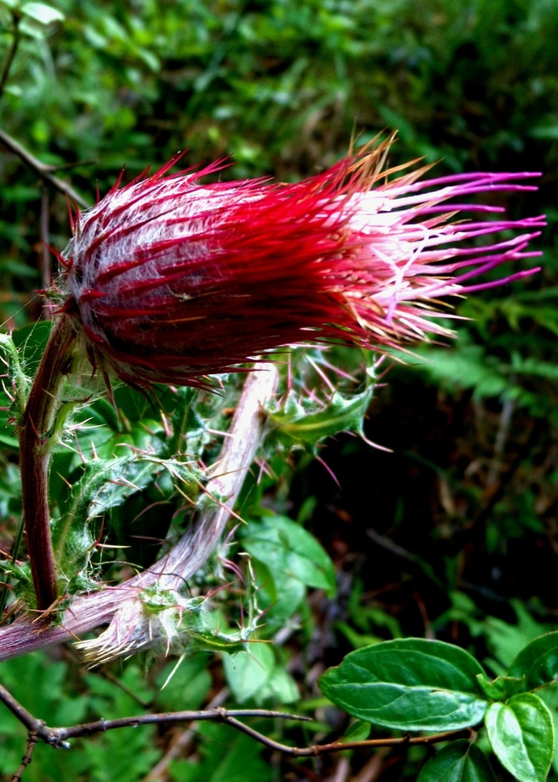 Cirsium novoleonense photo 2