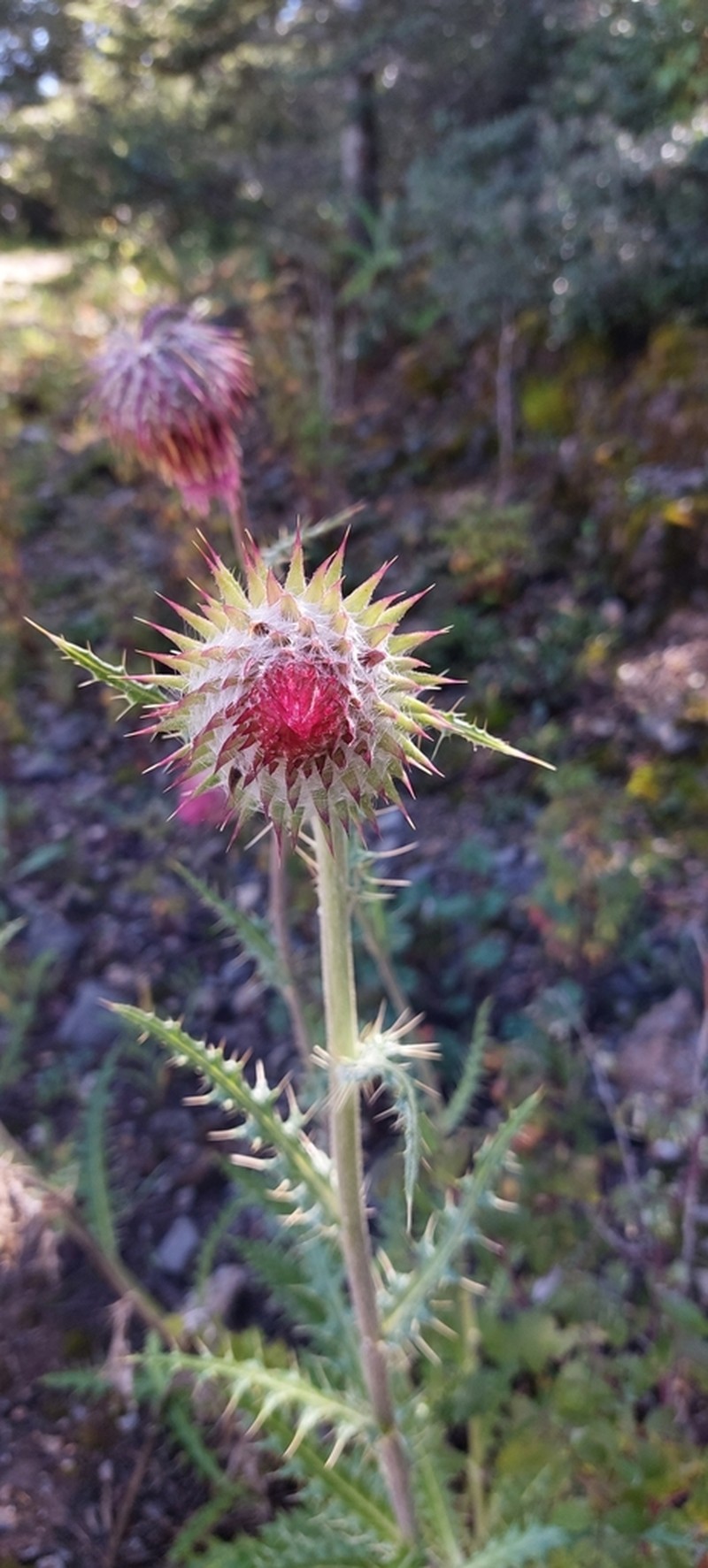 Cirsium novoleonense photo 3