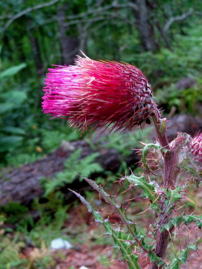 Cirsium novoleonense photo 4