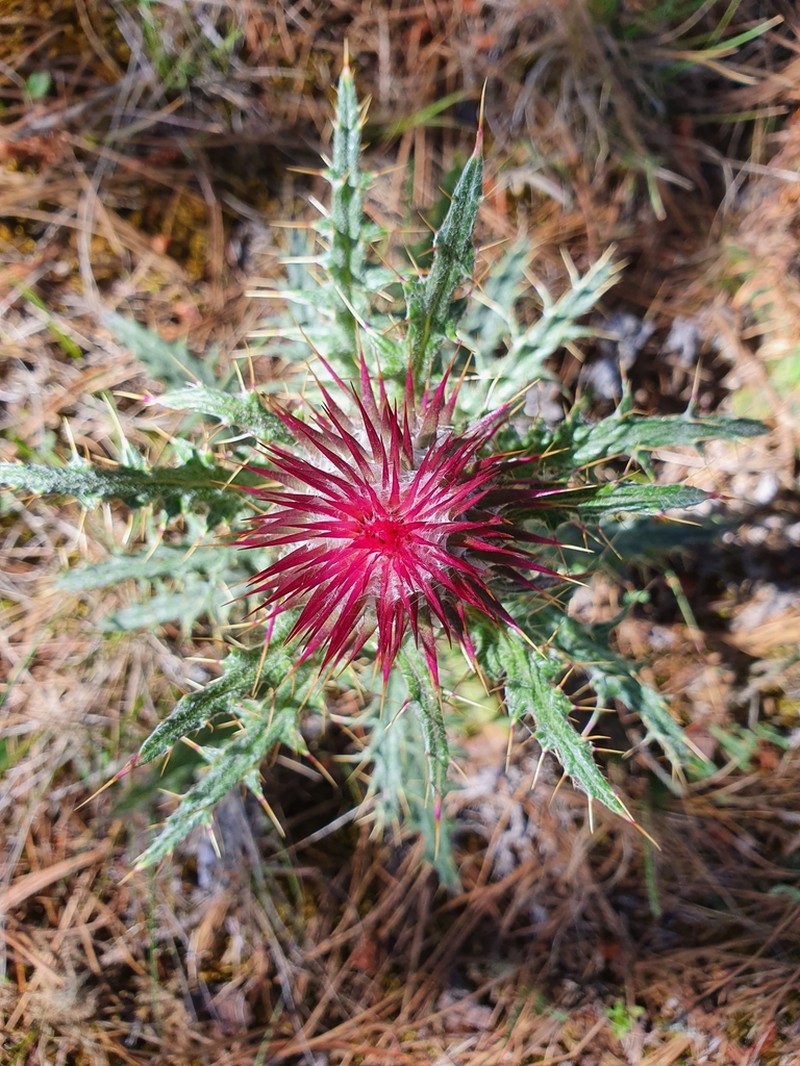 Cirsium novoleonense photo 5