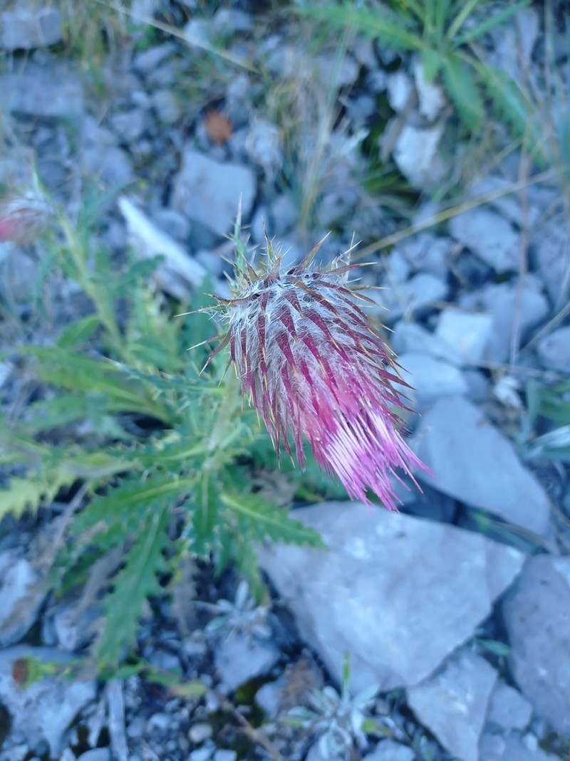 Cirsium novoleonense photo 6