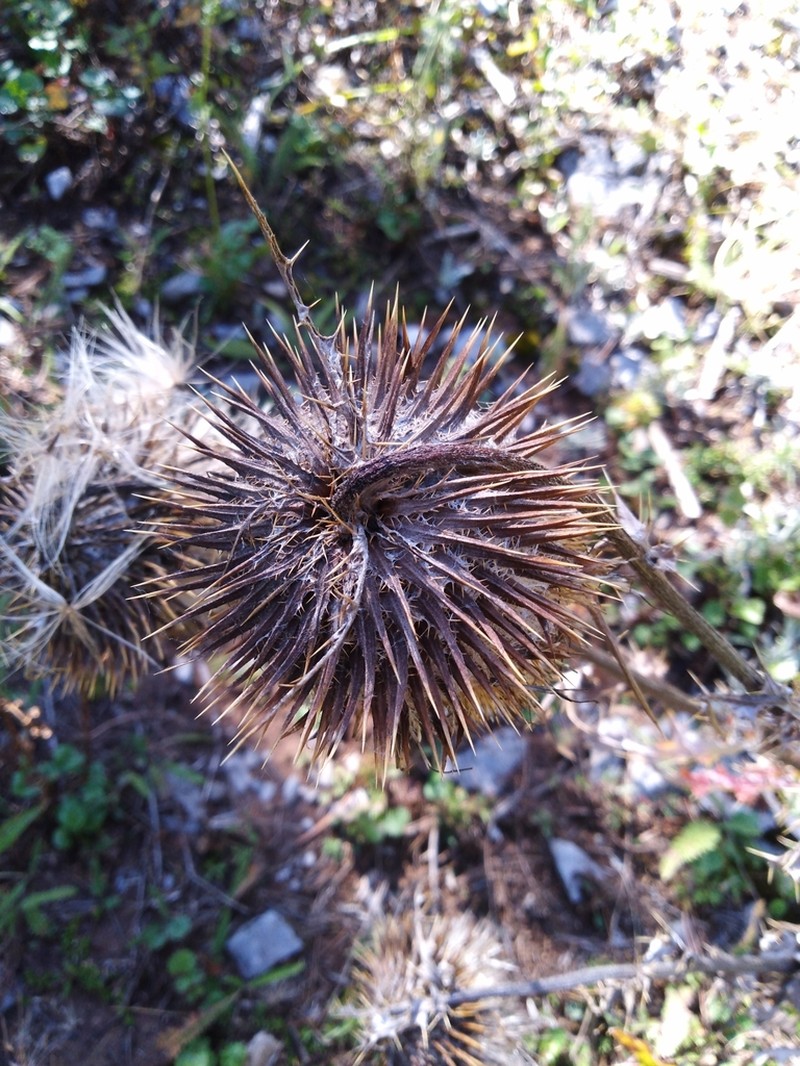 Cirsium novoleonense photo 7