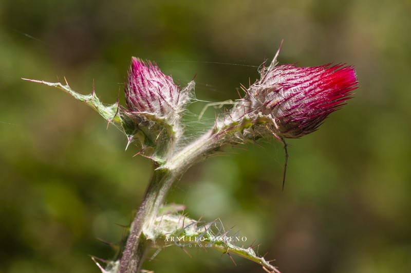 Cirsium novoleonense photo 8