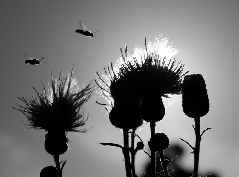 Nuttall's Thistle