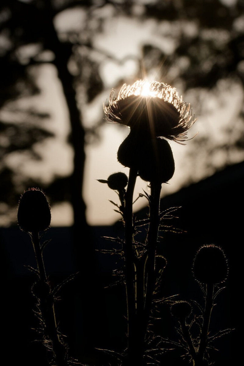 Nuttall's Thistle photo 2