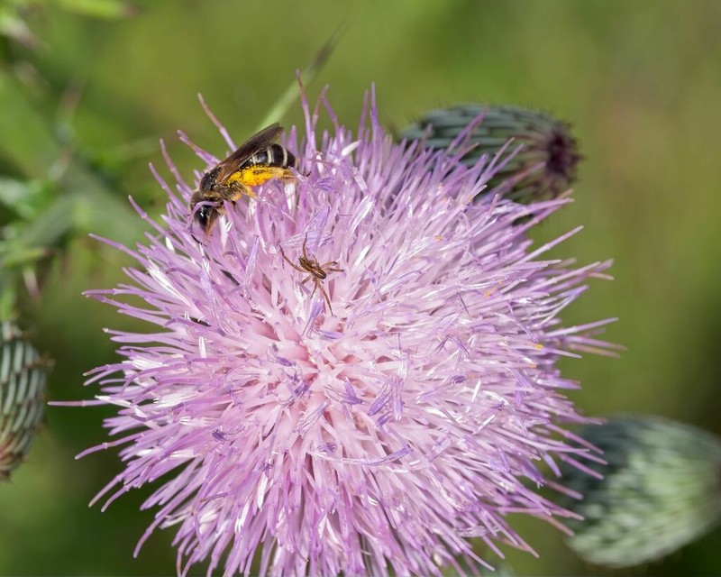 Nuttall's Thistle photo 3