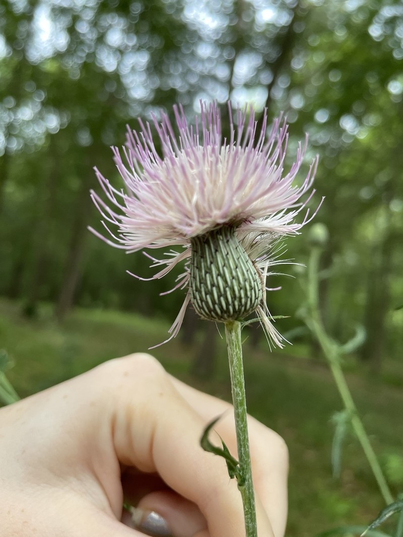Nuttall's Thistle photo 4