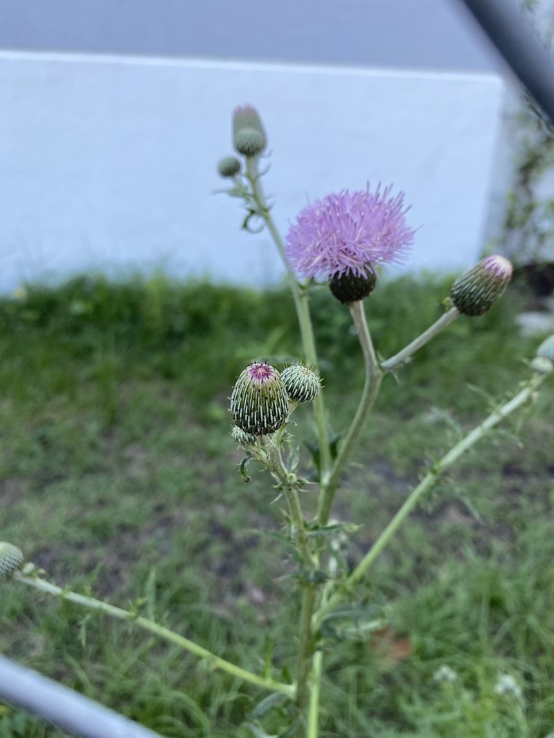 Nuttall's Thistle photo 6