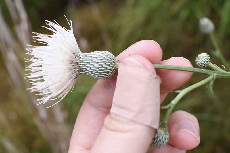 Nuttall's Thistle photo 7