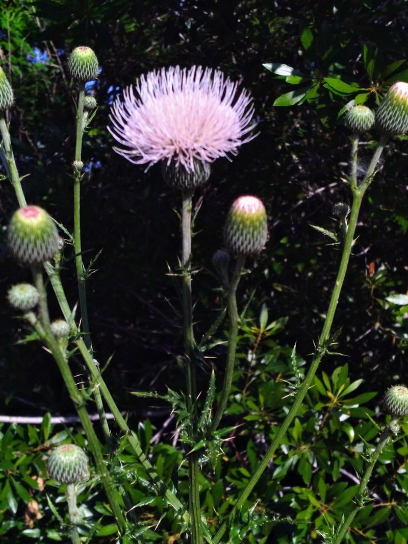 Nuttall's Thistle photo 8