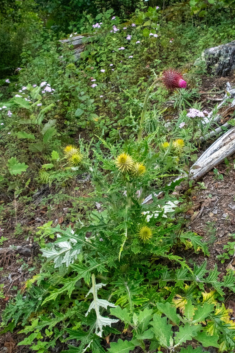 Cirsium oaxacanum photo 2
