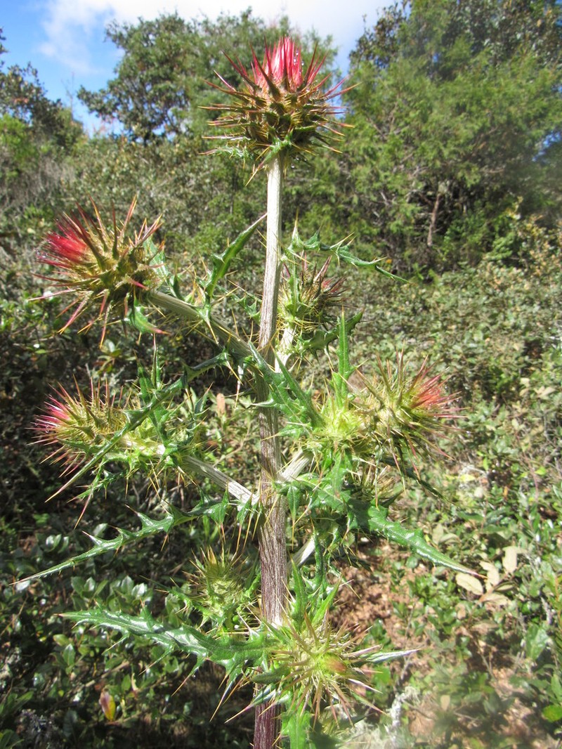 Cirsium oaxacanum photo 3