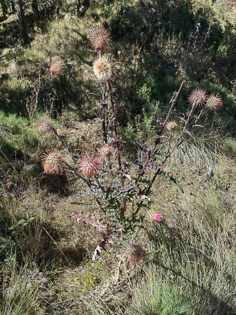Cirsium oaxacanum photo 4