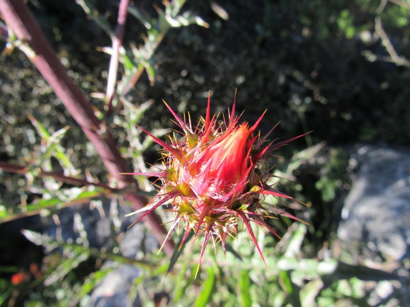 Cirsium oaxacanum photo 5
