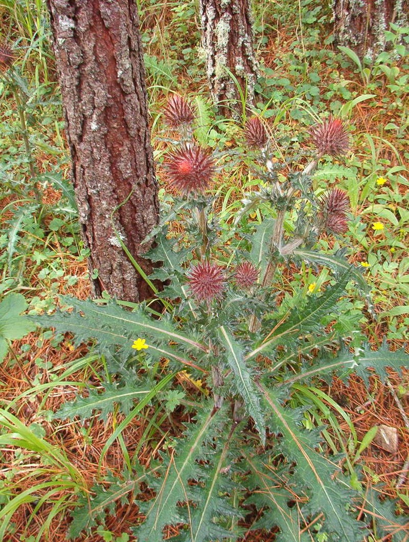 Cirsium oaxacanum photo 6