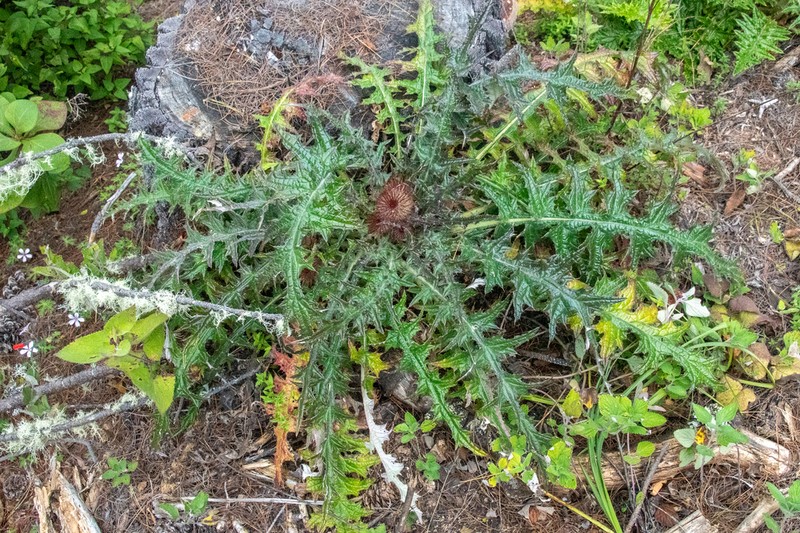 Cirsium oaxacanum photo 7