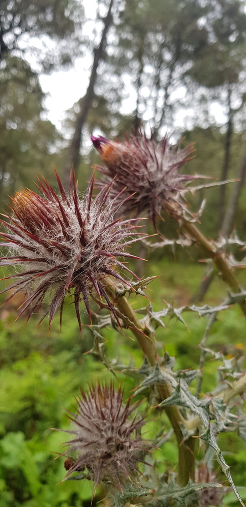 Cirsium oaxacanum photo 8