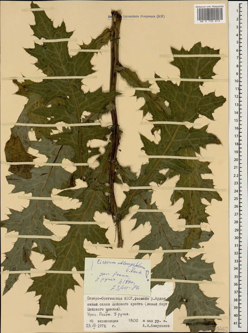Cirsium oblongifolium