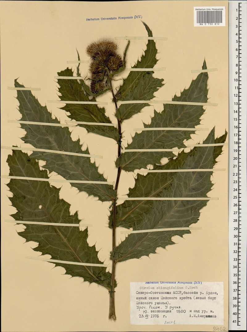 Cirsium oblongifolium photo 2