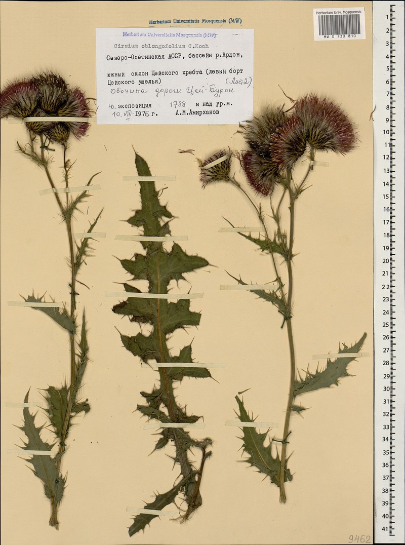 Cirsium oblongifolium photo 3