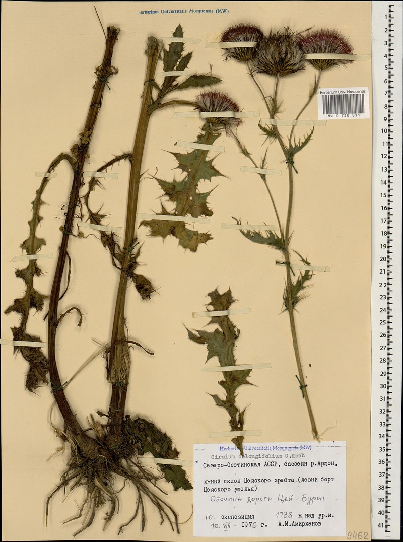 Cirsium oblongifolium photo 4
