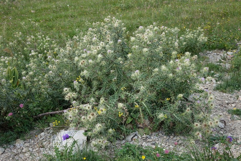 Cirsium obvallatum
