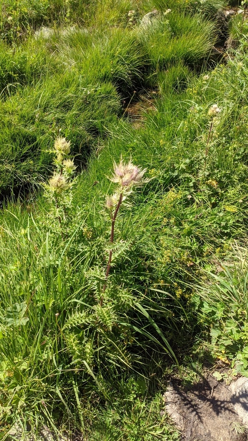 Cirsium obvallatum photo 2