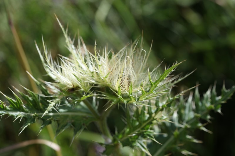 Cirsium obvallatum photo 3