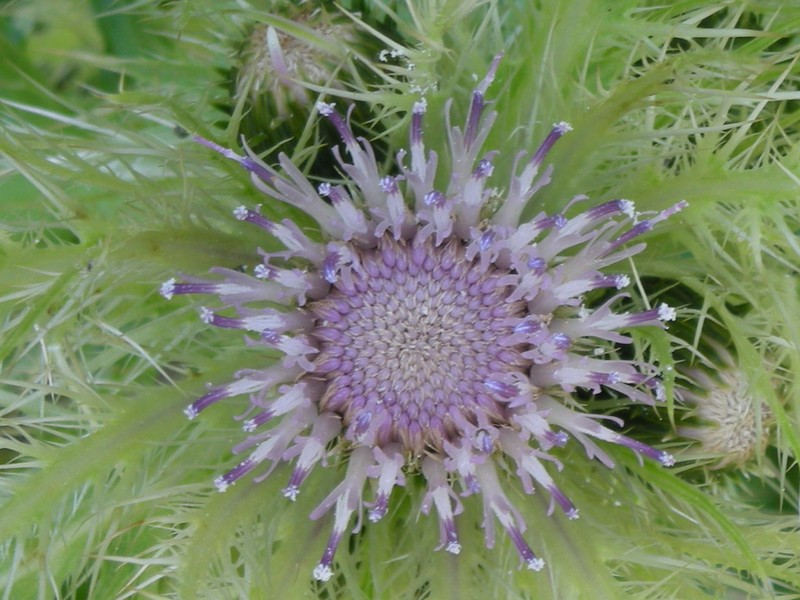 Cirsium obvallatum photo 4