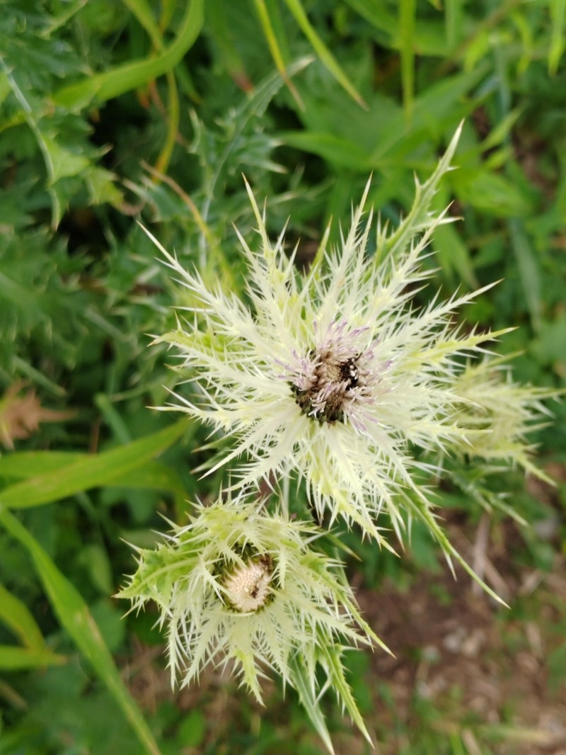 Cirsium obvallatum photo 5
