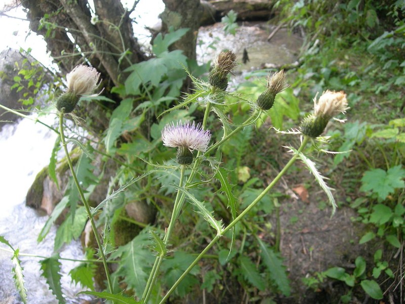 Cirsium obvallatum photo 6